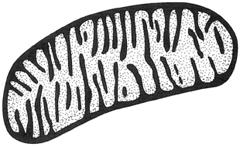 A mitochondrion. The inner membrane of this doublsmembraned structure has folds that extend into the interior of the organelle. This infolding increases the inner surface area.