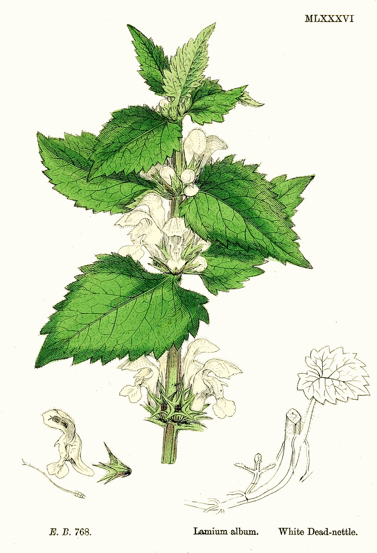 Lamium album рисунок