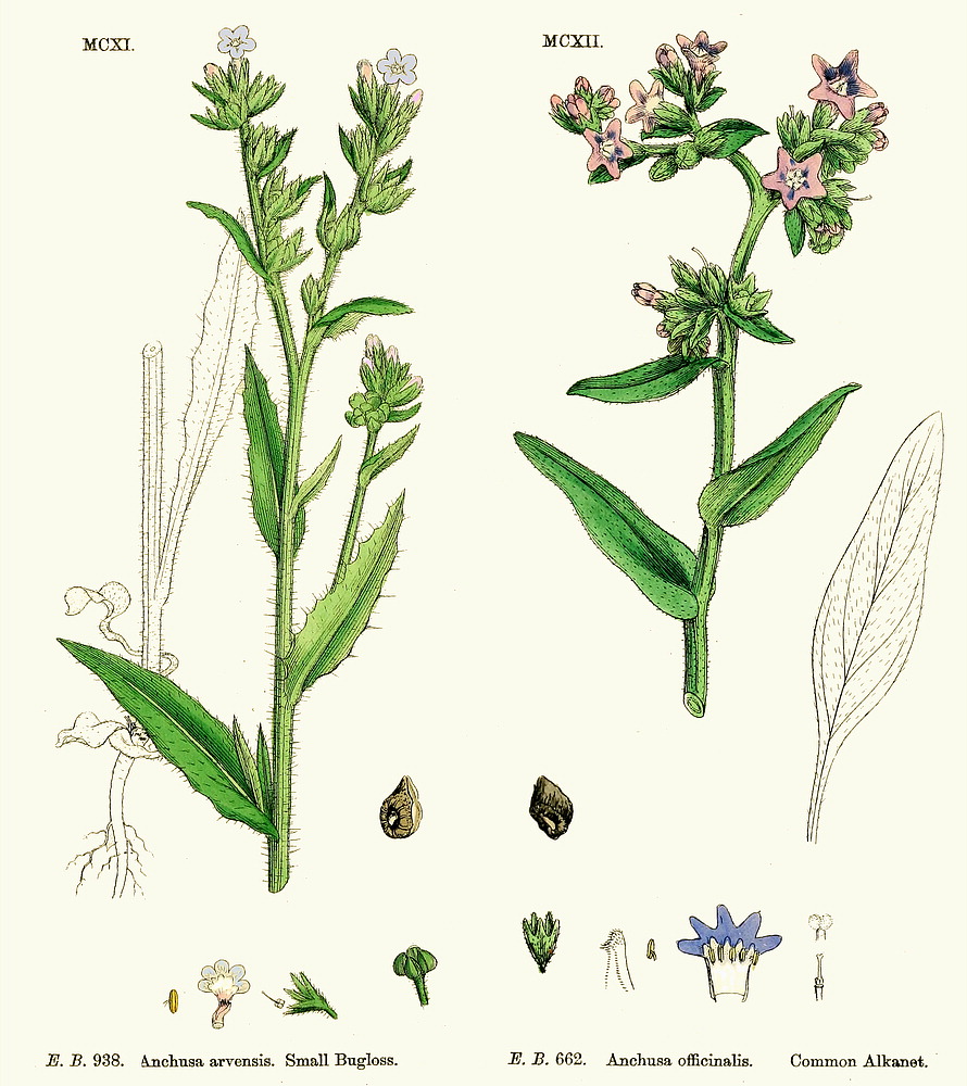 Family Boraginaceae