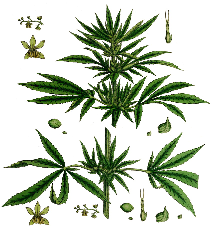 марихуана рост в картинках