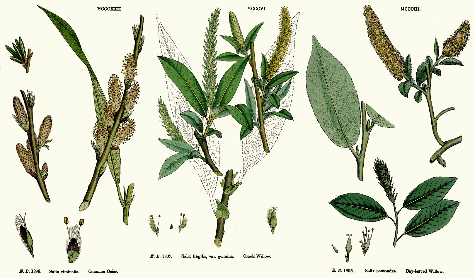 Ива ломкая- Salix fragilis соцветиях