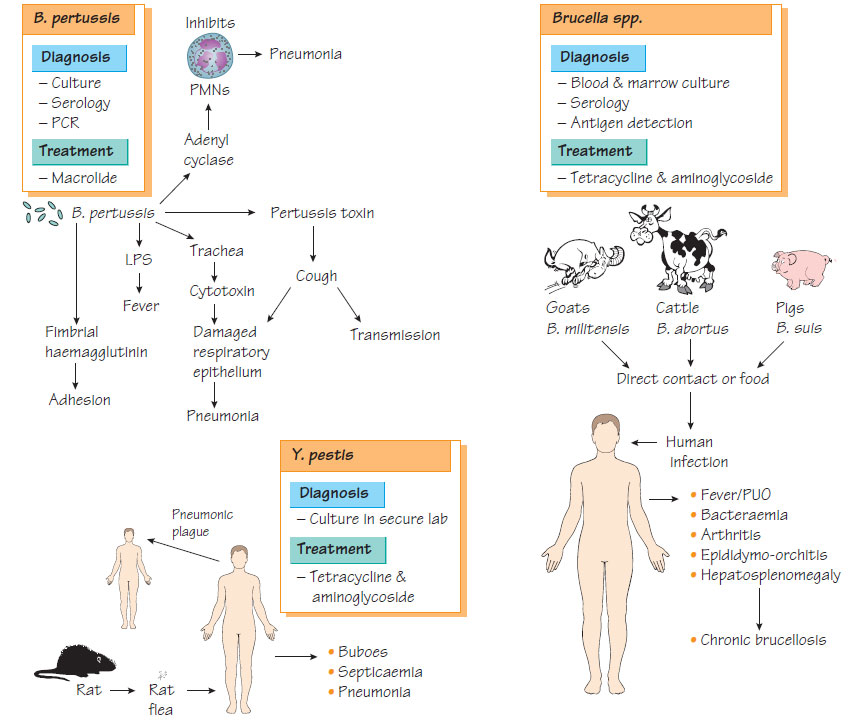 gram negative coccobacilli list