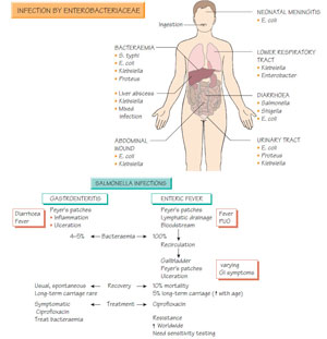 Enterobacteriaceae clinical syndromes | Bacteriology | Medicinal ...