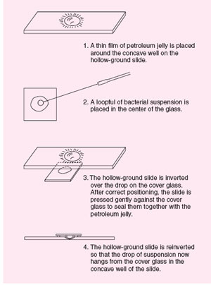 Hanging-drop preparation using petroleum jelly to seal the cover glass to the slide