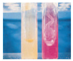 Urease test. The organism on the right produces the enzyme urease, which imparts the bright pink alkaline reaction to the urea agar slant.