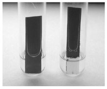 Gelatin strip test. The organism on the left does not hydrolyze gelatin and, therefore, no clearing of the gelatin film is