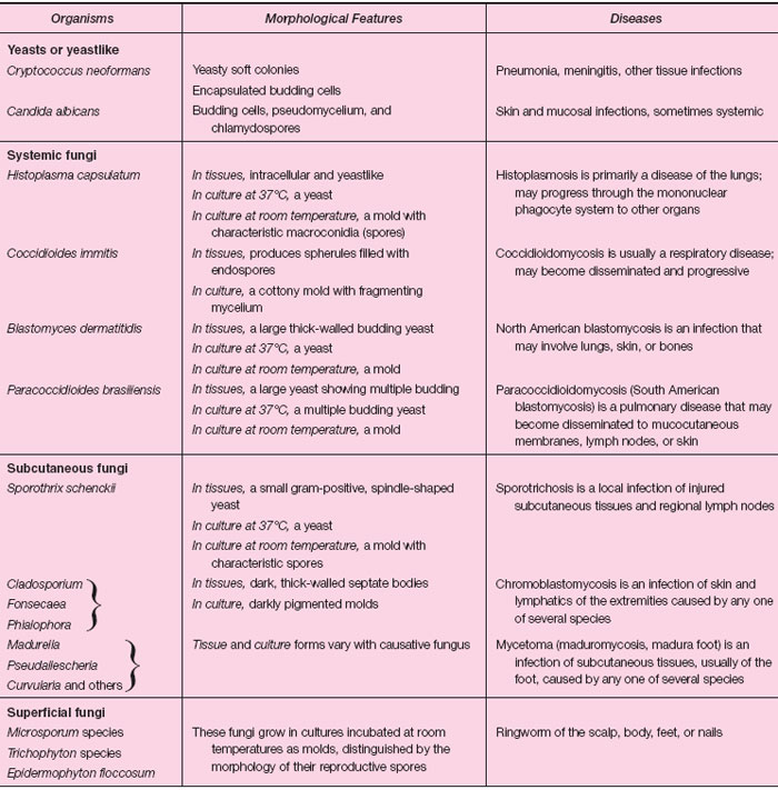 Some Important Pathogenic Fungi