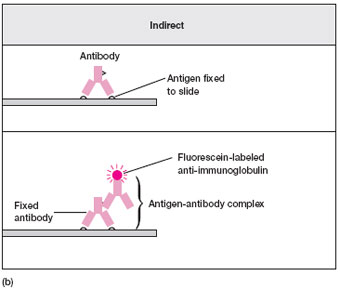 (a) In the direct fluorescent antibody (DFA) test, antibody specific for the microorganism sought is conjugated with the dye fluorescein. The antibody preparation is added to a specimen fixed to a slide. If the specific microorganism is present, the preparation will fluoresce when viewed under a fluorescence microscope. (b) In the indirect fluorescent antibody (IFA) test, the antibody specific for the microorganism is not conjugated with the dye, but will bind to the specific microorganism on the slide. A second antibody preparation, labeled with fluorescein, has been prepared to react with the first, unlabeled antibody and will fluoresce when viewed microscopically.