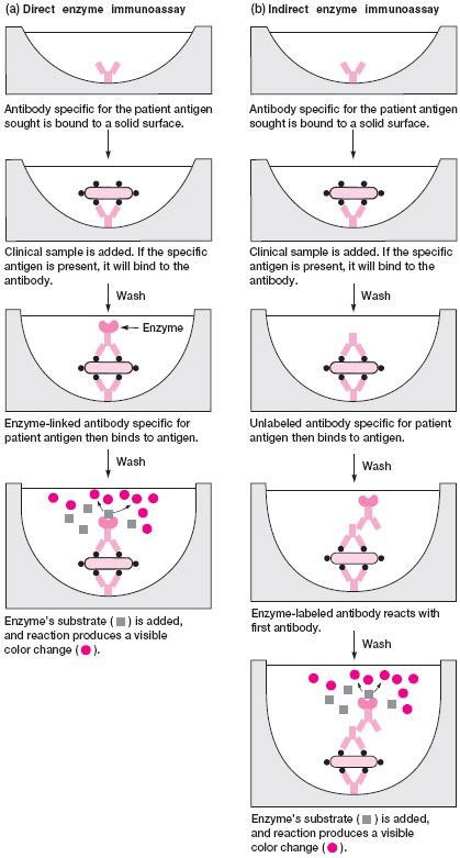 Direct and indirect enzyme immunoassays.