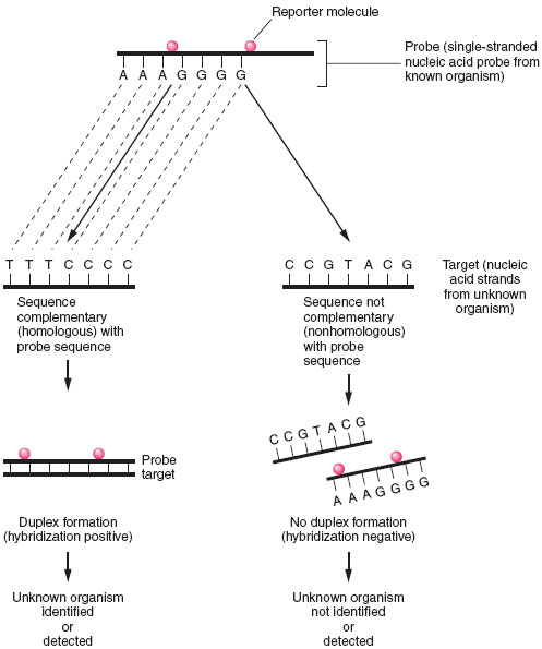 Principles of nucleic acid hybridization. Identification of unknown organism is established by positive hybridization (i.e., duplex formation) between a probe nucleic acid strand (from known organism) and a target nucleic acid strand from the organism to be identified. Failure to hybridize indicates lack of homology between probe and target nucleicacid.