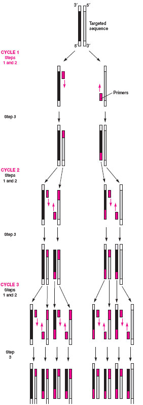 Three cycles of a PCR reaction: after 40 cycles, the DNA sequences are amplified a billionfold