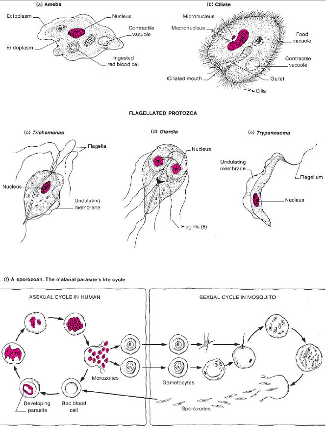 Protozoa Life Cycle Diagram