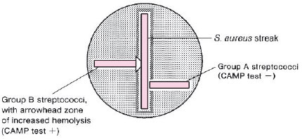 CAMP Test- Principle, Uses, Procedure and Result Interpretation