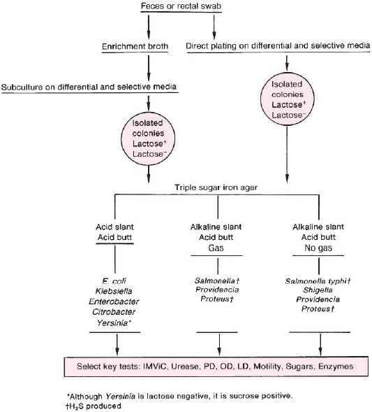 Flowchart showing procedures for isolation and initial identification of Enterobacteriaceae by culture.