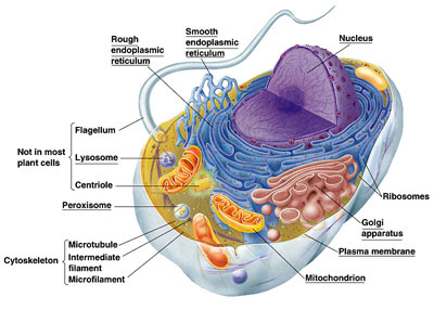 Cellular Organization | Molecular and Cell Biology 