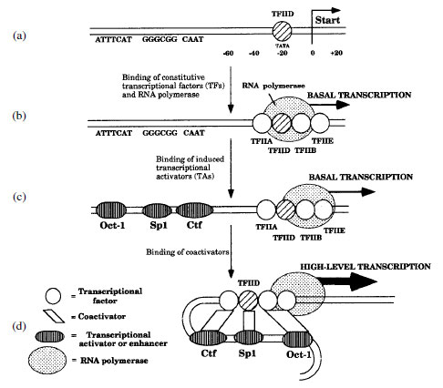 Eukaryotic Gene Regulation | Transcription and Gene Regulation