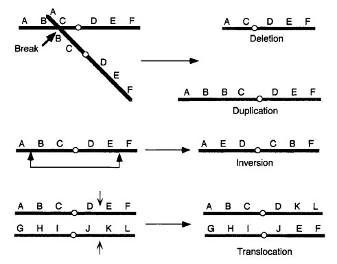 Chromosome Inversions  Structural Changes in Chromosomes