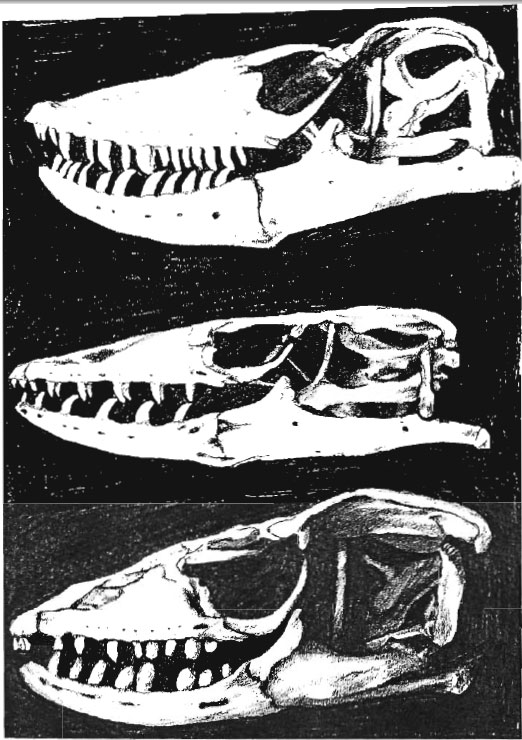 monitor lizard skull