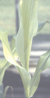 Iron-deficient corn (Zea mays L.) plant