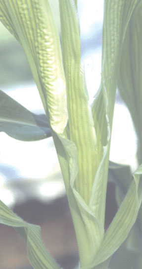 Calcium-deficient maize (Zea mays L.). The younger leaves which are still furled are yellow, but the lamina of the older, emerged leaf behind is green.
