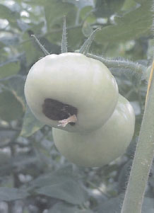 Fruit of tomato (Lycopersicon esculentum Mill. cv Jack Hawkins) (Beefsteak type) showing blossom-end rot (BER).