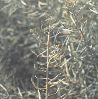 Enrichment of anthocyanins during ripening of oilseed rape (Brassica napus L.) (left) and reduction of number of seeds per pod (right)