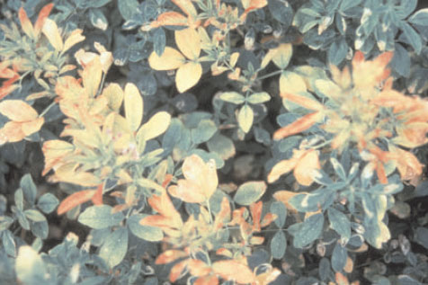 Symptoms of boron deficiency in alfalfa (Medicago sativa L.) showing red and yellow color development on young leaves