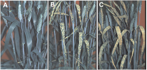 (A) Wheat (Triticum turgidum L. Durum Group) grown with chloride added at 30 mmol in 15 liters of nutrient solution (0.002M KC1); (B) Wheat grown in the absence of halide; (C) Wheat grown in absence of chloride and with 1.5 mmol bromide in 15 liters of nutrient solution (0.0001M KBr)