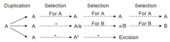 FIGURE 2.2 General scheme for natural evolution of enzyme activity. A, Parental gene; A/B gene encoding protein with dual activity that can perform activity B poorly; A/B, gene that encodes protein with dual activity where B is the major activity; B gene encoding activity B that is unable to perform activity A; A* represents a gene pseudogene that becomes excised.