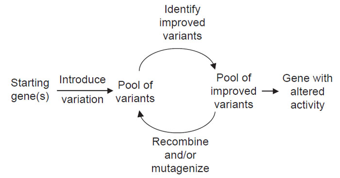 FIGURE 2.4 Generic scheme for directed evolution of an enzyme.