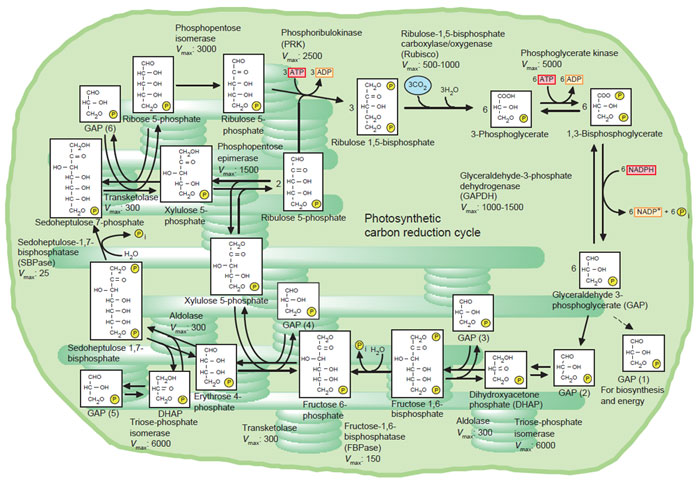 FIGURE 4.1 Photosynthetic carbon reduction cycle. Vmax of each enzyme is given in micromoles per milligram chlorophyll per hour (Robinson and Walker, 1981). (See Page 3 in Color Section.)