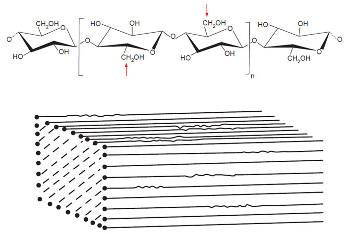 FIGURE 6.1 Top image is the structural formula for the β-1,4-linked glucan chain of cellulose. The bracketed region indicates the basic repeat unit, cellobiose, in the chain. The glucan chain has a twofold symmetry. The bottom image is a schematic representation of a crystalline cellulose I microfibril. (Reproduced from Brown, Jr. R. M., J. Poly. Sci. Part A Poly. Chem. 42, 489–495.) (See Page 5 in Color Section.)