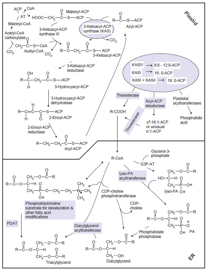 triacylglycerol synthesis