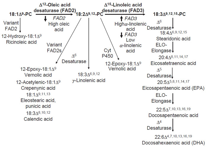 FIGURE 7.4 Examples of commercially important fatty acid modification reactions that can occur in the ER of seeds. The Δ12-oleic acid desaturase or <em>FAD2</em> and the Δ15-linoleic acid desaturase or FAD3 commonly occur in seeds. By up- or downregulating the expression of <em>FAD2</em> and FAD3 genes, the relative levels of vegetable oil unsaturation can be altered. Variant forms of enzymes such as <em>FAD2</em>, cytochrome P450 monoxygenase, and cytochrome b5-fusion desaturases can be transgenically expressed in existing oilseeds to produce unusual fatty acids such as ricinoleic, vernolic, and GLAs. In addition, desaturases and ELO elongases from sources including mosses, fungi, and algae can be engineered into oilseed crops to produce the nutritionally important longchain polyunsaturated fatty acids eicosapentaenoic (EPA) and docosahexaenoic (DHA) acids.
