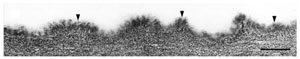 FIGURE 8.1 Ultrastructure of the cuticle of the epidermis of <i>Arabidopsis</i> stems. Cuticle of amorphous appearance (small arrowheads) overlaying the cell wall polysaccharides. Bar = 200 nm.