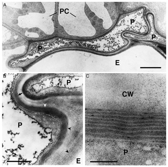 FIGURE 8.2 Ultrastructure of suberized roots tissues of <i>Arabidopsis</i> plants at the beginning of the secondary thickening of the root. (A) Overview of suberized endodermal and peridermal cells in the root. The suberin deposition is visible as an electron-opaque layer inside of the primary cell wall. The fully suberized peridermal cell layer typically collapses during the dehydration and embedding procedures necessary for TEMbecause of the lowpermeability of the suberized cellwalls. Bar = 2.5 µm. (B) Enlargement of (A). Fine structure of suberin. The structure of the lamellae with an alternation of electron-opaque and electron-translucent layers of suberin is clearly visible when the specimen is cut perpendicularly to the suberin layers (concave arrowheads). However, the lamellate structure of suberin is barely visible when the specimen in not cut perpendicularly to the suberin layers (arrow). Bar = 500 nm. (C) Enlargement of (B). The thickness of the electron-opaque and electron-translucent layers of the suberin is very regular and characteristic for the tissue sample. Bar = 100 nm. P, peridermal cell; E, endodermal cell; PC, pericycle cell; CW, cell wall.