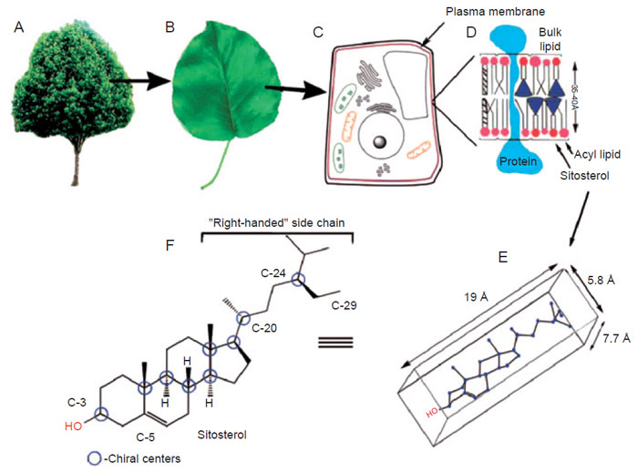 FIGURE 9.2 Sitosterol distribution in the intact plant: (A) whole plant; (B) leaf; (C) cell structure; (D) membrane lipid leaflet; (E) conformational perspective of sterol; (F) structure and stereochemistry in sitosterol. (See Page 7 in Color Section.)