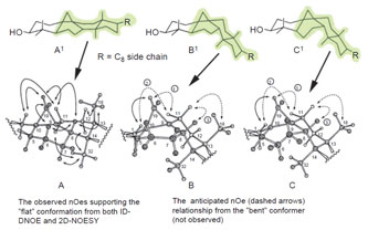 FIGURE 9.8 NOE networks that indicate whether cycloartenol can orient into a flat or bent shape. Adapted from Nes et al. (1998b). (See Page 11 in Color Section.)