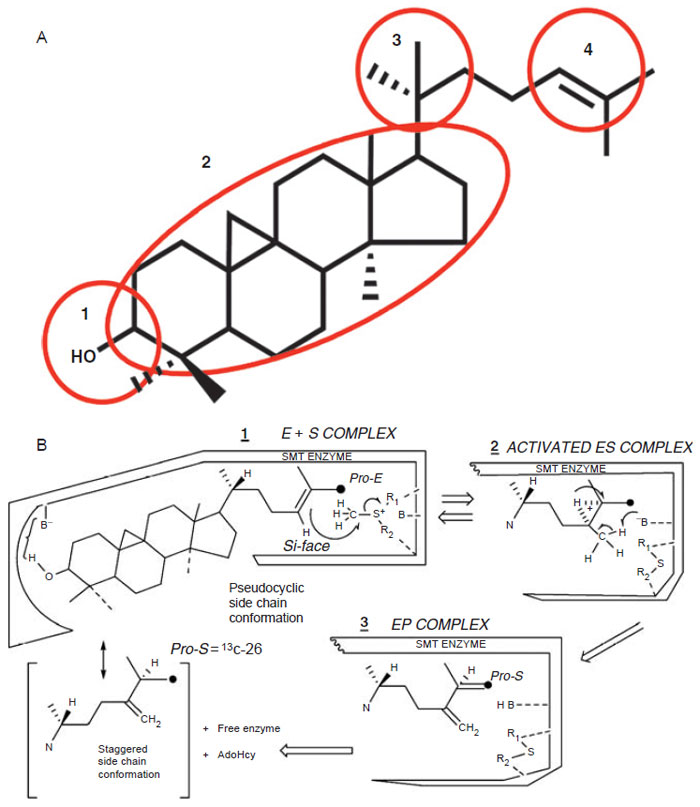 FIGURE 9.15 Postulated domains of sterol molecule (Top, A) recognized by the SMT and the <i>steric–electric</i> plug model of SMT catalysis (Bottom, B). (See Page 12 in Color Section.)