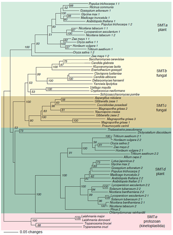 FIGURE 9.17 Rooted phylogenetic tree of eukaryotic SMT was created with PAUP using the neighbor-joining method with kinetoplastida SMTs as the out group. The scale bar represents a distance of 0.05 substitutions per site. Numbers are the percentage bootstrap values for 1,000 replicates. SMTa through SMTe designate SMT subfamilies defined by a minimum of 35% identity between members at the amino acid level. Accession number of SMT sequences obtained from NCBI (http://www.ncbi.nlm.nih.gov): Ricinus communis, T10173; Glycine max 1, T06780; Arabidopsisthaliana 1, AGG28462; Nicotiana tabacum 1-1, AAC43951; Nicotiana tabacum 1-2, AAC35787; <i>Zea mays</i> 1-1, TO4138; Oryza sativa 1-1, AAC34988; Triticum aestivum 1, ABB49388; Oryza sativa 1-2, AAP21419; Saccharmyces cerevisiae, NP_013706; Candida glabrata, CAG59930; Kluyveromyces lactis, AAS52116; Clavispora lusitaniae, CAO21936; Candida albicans, O74198; Debaryomyces hansenii, CAG87427; Yarrowia lipolytica, CAG77980; Ustilago maydis, EAK84412; Schizosaccharomyces pombe, CAB16897; Gibberella zeae 1, XP_382959; Magnaporthe grisa 2, EAA48309; Neurospora crassa, CAB97289; Gibberella zeae 2, XP_355916; Magnaporthe grisa 3, EAA50587; Magnaporthe grisa 1, EAA47049; Pneumocystis carinii, AKK54439; Oryza sativa 2, ACC34989; Arabidopsis thaliana 2-1, ABB62809; Arabidopsis thaliana 2-2, CAA61966; Nicotiana tabacum, TO3848; Leishmania donovani, AAR92098; Trypanosoma cruzi, TIGR_5693. Gene indices of SMT obtained from TIGR (http://www.tigr.org): Populus trichocarpa 1-1, TC35619; Medicago trucatula, TC86500; Gassypium arboretum 1, TC20798; Populus trichocarpa 1-1, TC36329; Hordeum vulgare 1, TC 110279; <i>Zea mays</i> 1-2, TC234797; Cryptococcus neoformans, TC4573; Aspergillus nidulans, TC6295; Coccidioides posadasii, TC4513; Triticum aestivum 2-1, TC165856; Hordeum vulgare 2–2, TC121611; <i>Zea mays</i>, TC224796; Hordeum vulgare 2-1, TC123636; Triticum aestivum 2-2, TC172448; Allium cape 2, TC2207; Lotus japonicus, TC7995; Glycine max 2, TC189052; Gossypium arboretum 2, TC 21049; Populus trichocarpa 2, TC36329; Medicago truncatula 2, TC77751; Lycopersicon esculentum 2-2, TC126730; Solanum tuberosum 2-2, TC126449; Nicotiana benthamiana 2-2, TC7251; Lycopersicon esculentum 2-1, TC124648; Solanum tuberosum 2-1, TC112127; Nicotiana benthamiana 2-1, TC8230; Pinus 2, TC52326; Chlamydomonas reinhardtii, TC29837. Gene identification number of SMT from The Wellcome Trust Sanger Institute (http://www.sanger.ac.uk): Leishmanis major, LM3731Bb05.p1c; <i>Trypanosoma brucei</i>, TB10.1520. The SMT gene of Dictyostelium discoideum was from IMB (http://genome.imb-jena.de) and gene identification number is pcr25kl1p3887. SMT gene of Thalassiosira pseudonana is identified from GRI (http://genome.jgi-psf.org) in scaffold_30, 94659:96009. (See Page 13 in Color Section.)