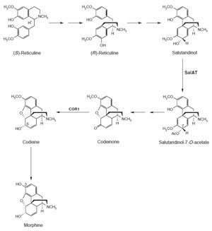 FIGURE 10.7 Schematic representation of the biosynthetic pathway leading from (S)-reticuline to morphine. SalAT, salutaridinol 7-O-acetyltransferase; COR1, codeinone reductase.