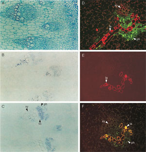 FIGURE 10.9 Localization of <i>tydc</i> (Facchini and De Luca, 1995), SalAT, COR1, and MLP (Weid <i>et al.,</i> 2004) in stem of <i>P. somniferum</i>. Panel (A) root cross-section stained with aniline safranine and astra blue; (B) <i><i>in situ</i></i> hybridization of <i>tydc</i>1; (C) <i><i>in situ</i></i> hybridization of <i>tydc</i>2; (D) immunolocalization of MLP to laticifers (red fluorescence) and SalAT to phloem parenchyma (green fluorescence); (E) immunolocalization of MLP to laticifers (red fluorescence); and (F) coimmunolocalization of MLP and COR1 to laticifers (yellow fluorescence). Green fluorescence indicates COR1 is present also in phloem parenchyma. xy, xylem; ph, phloem; vc, vascular cambium; la, laticifers; <i>tydc</i>, tyrosine/dopa decarboxylase; SalAT, salutaridinol 7-O-acetyltransferase; COR1, codeinone reductase; MLP, major latex protein. (See Page 17 in Color Section.)