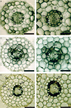 FIGURE 10.12 Immunohistochemical localization of <i>tr-I</i>, <i>tr-I</i>I, and <i>h6h</i> in root cross-sections of <i>H. niger</i> (Nakajima and Hashimoto, 1999). Panels (A, B) <i>tr-I</i>; panels (C, D) <i>tr-I</i>I; panels (E, F) <i>h6h</i>. Ep, epidermis; OC, outer cortex; IC, inner cortex; En, endodermis; Pe, pericycle; Xy, xylem. (See Page 19 in Color Section.)