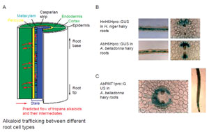 FIGURE 11.6 Cell-specific gene expression in tropane alkaloids. (A) A model for alkaloid trafficking between different cell types in root. (B) Pericycle cell-specific gene expression of the H6H gene. (C) Cell-specific gene expression of the PMT gene. (See Page 20 in Color Section.)