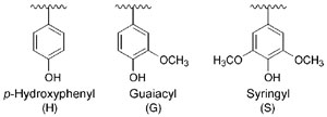 FIGURE 13.2 Aromatic (H, G, and S) residues in plant lignins.
