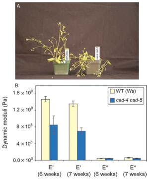 FIGURE 13.5 Effects of knocking out Atcad4 and cad5 (cad-c cad-d) in Arabidopsis thaliana (ecotype Wassilewskija). (A) Phenotypical differences between 4-week-old wild type (Ws) and lignin-deficient cad-4 cad-5 double mutant plants. (B) Tensile storage and loss moduli of WT and lignin-deficient (~90%) cad-4 cad-5 double mutant lines. Source: Redrawn from Jourdes et al. (2007). (See Page 24 in Color Section.)