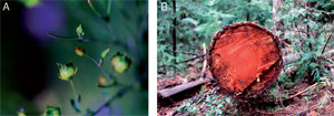 FIGURE 13.8 (A) Flax (Linum usitatissimum) oilseed and (B) western red cedar (Thuja plicata) heartwood. (See Page 25 in Color Section.)