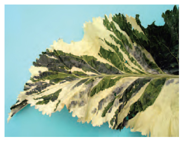 Figure 10.11 Chimaera (distinct genetical tissues) in variegated horseradish