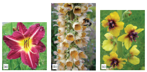 Figure 10.3 Insect-pollinated flowers , e.g. (a) Day Lily ( Hemerocallis) (b) Digitalis stewartii (c) Verbascum ‘Cotswold Queen’, are brightly coloured and sometimes have guidelines in the petals to attract insects