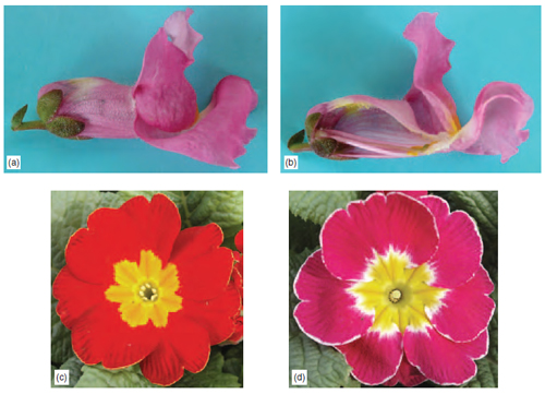 Figure 10.4 Structural mechanisms to encourage cross-pollination in insect- pollinated flowers are shown in (a) and (b) snapdragon flowers where the flower only opens to the weight of the bee on the lower petal and (c) and (d) Primula flowers where the stamens and style are arranged differently